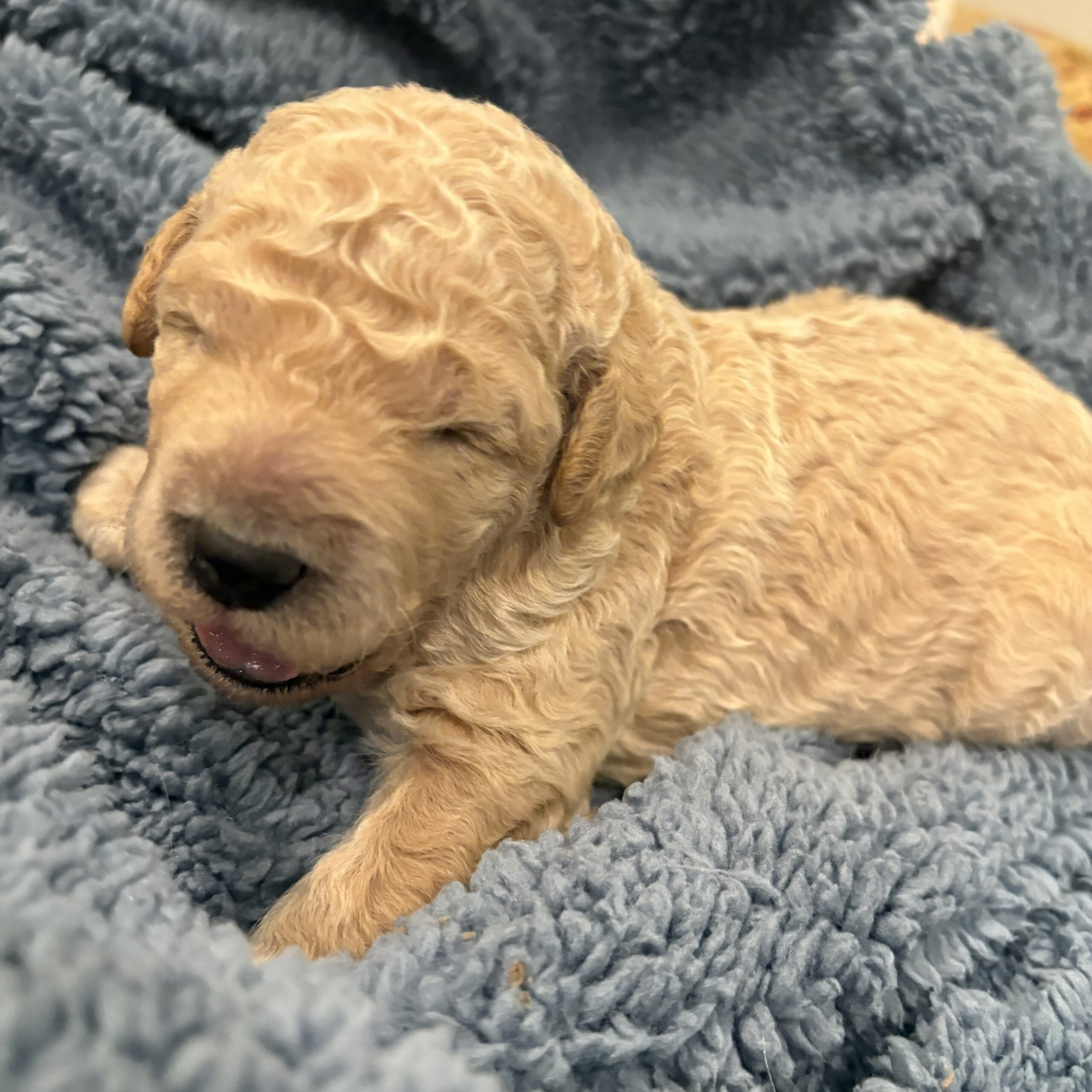Arlo - goldendoodle puppy Houston