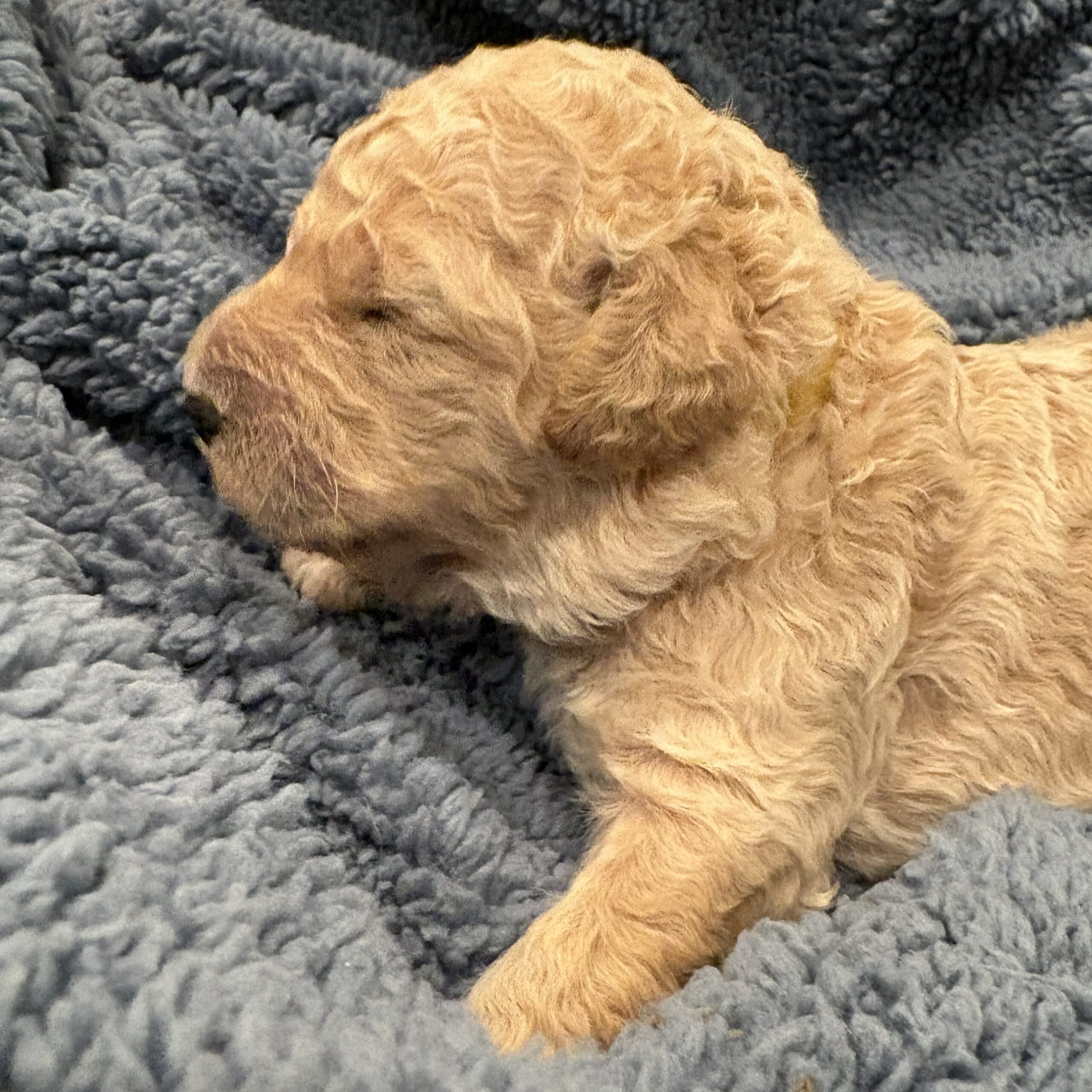 bowie3 Goldendoodle Puppies for sale Houston