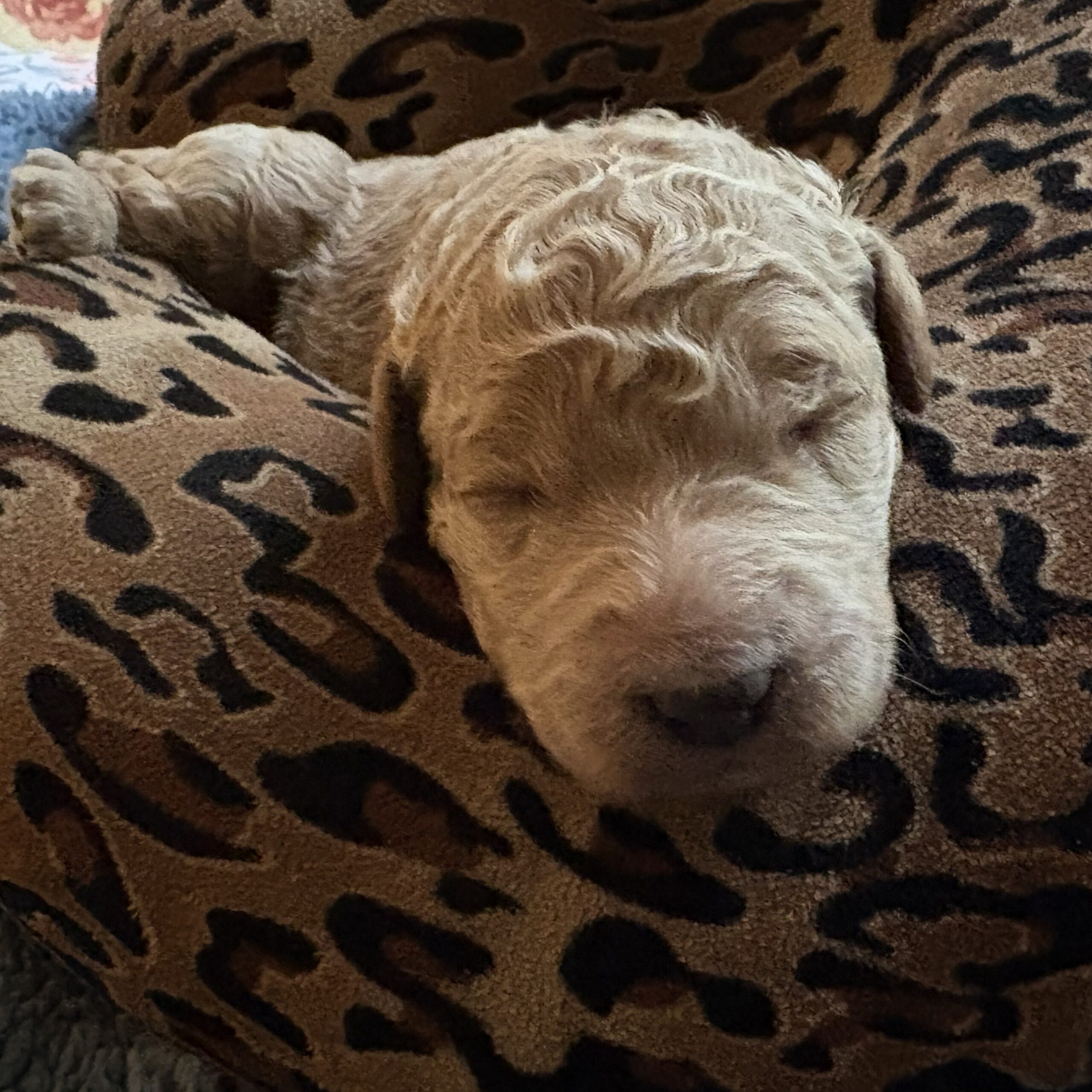 Honey - curly goldendoodle