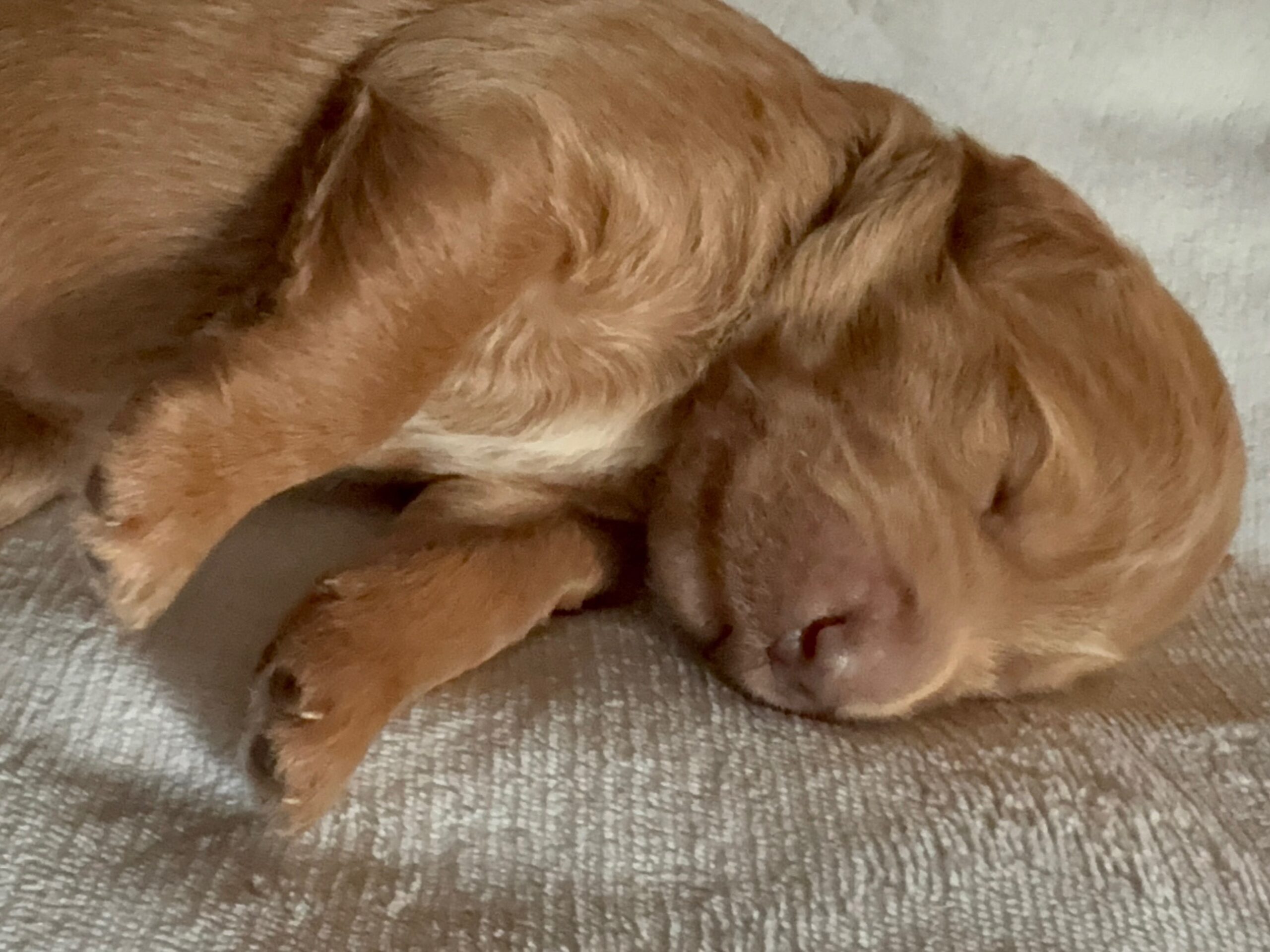 marley - lg Marley - red goldendoodle puppy