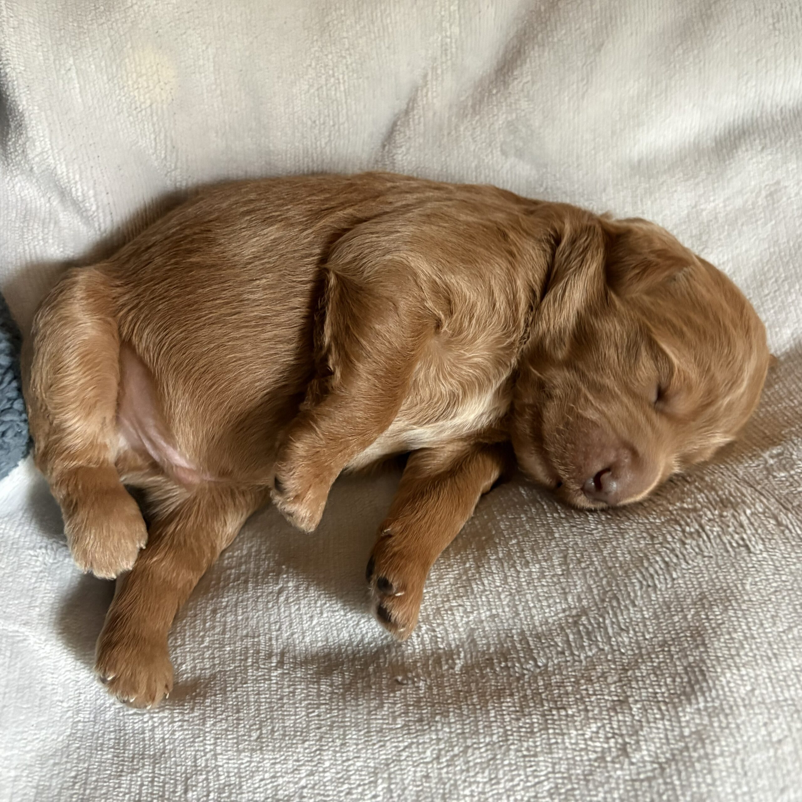 Marley - 1 week old goldendoodle puppy