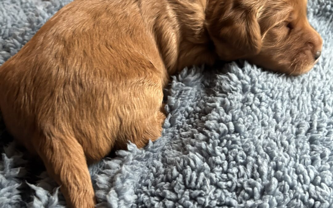 Our Late-Summer Goldendoodle Puppies Are Here!