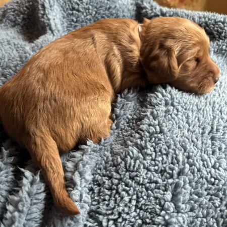 Our Late-Summer Goldendoodle Puppies Are Here!