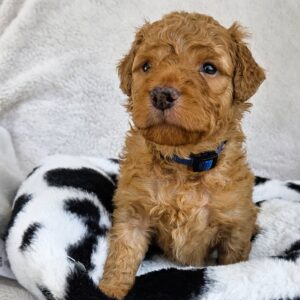 Rascal - boy goldendoodle pup