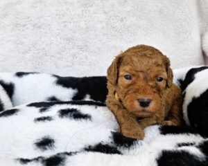 Brooks - male goldendoodles