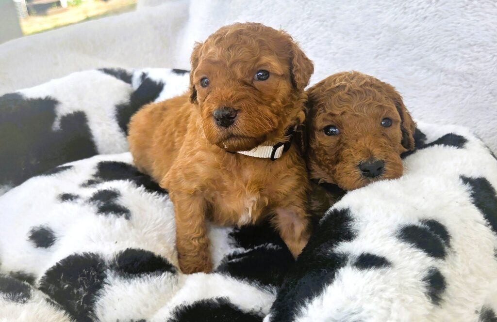 F1bb goldendoodle puppies for sale in Houston at 4 weeks old with curly amber coats