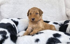 miley - goldendoodle ppuppy