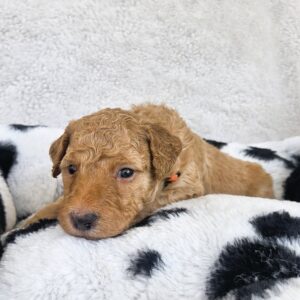 Miley - square - goldendoodle puppy