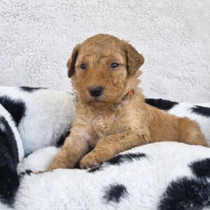 Miley - square goldendoodle puppy