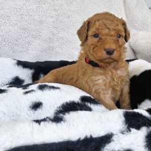 Reba - a beautiful curly red-headed goldendoodle pup