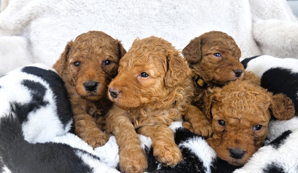 Houston goldendoodles for sale with fluffy golden coats and teddy bear faces