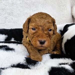 Brooks - square goldendoodle pup