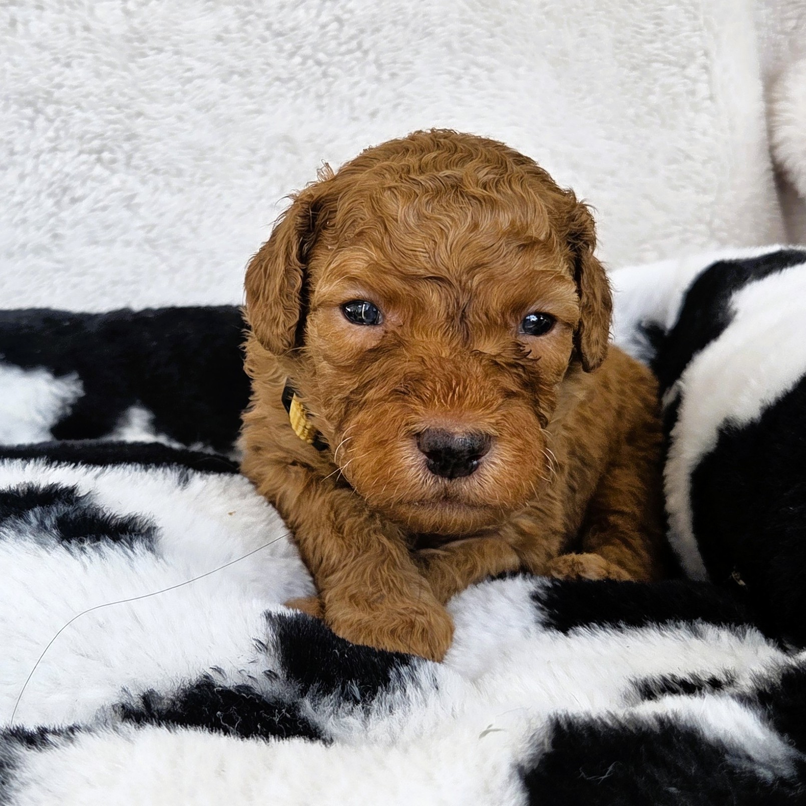 Brooks - square goldendoodle pup