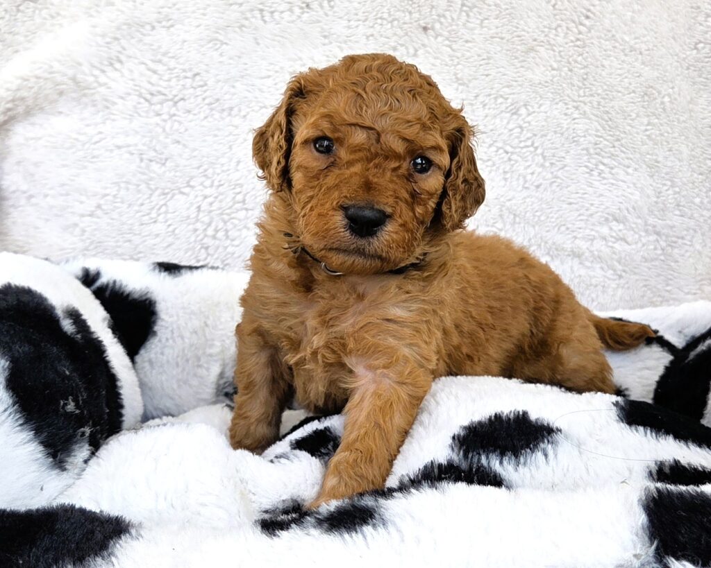 Medium F1bb male goldendoodle puppy 35-45 pounds full grown sitting in rodeo-themed setup
