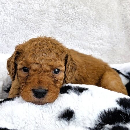 Wrangling Hearts: Goldendoodle Puppies Ready for Spring