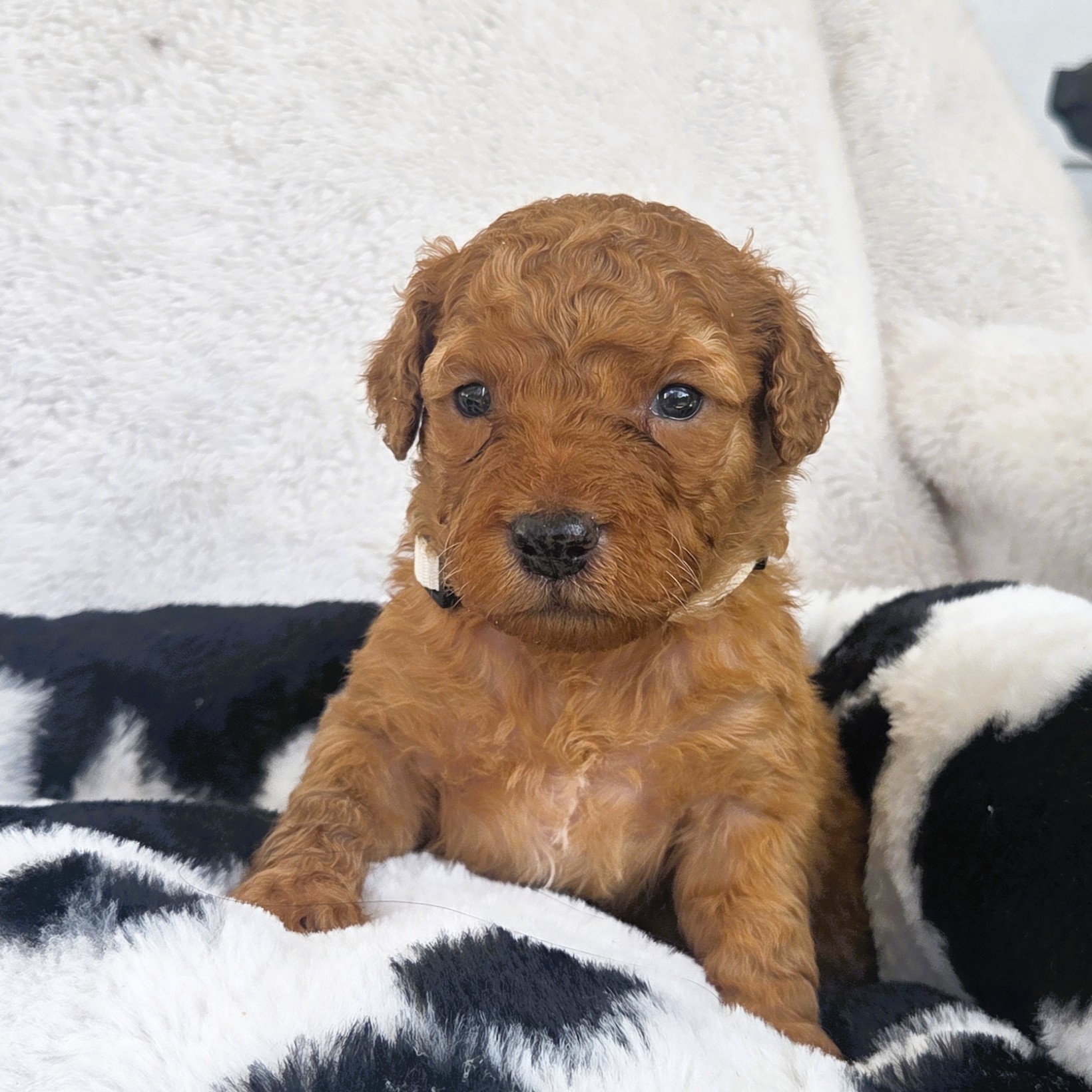 Dolly - beautiful apricot goldendoodle