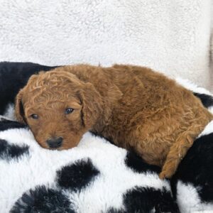 Lainey - little cowgirl goldendoodle