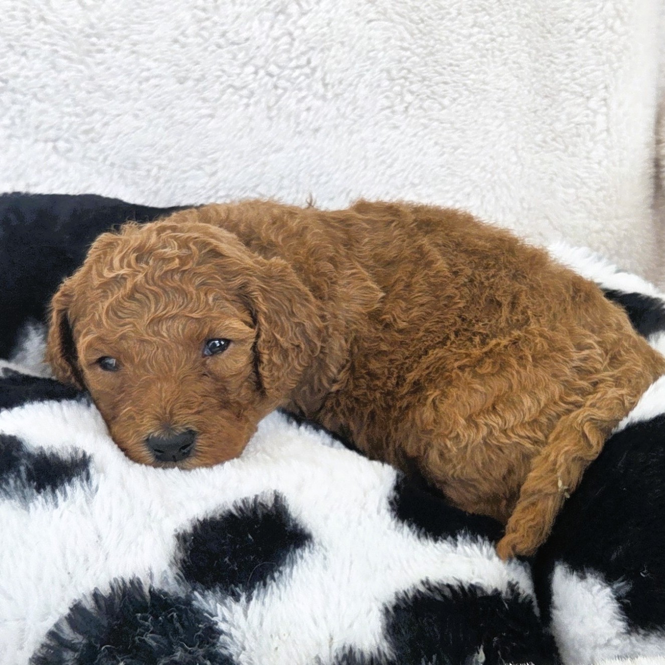 Lainey - little cowgirl goldendoodle