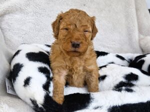 rascal - eyes closed