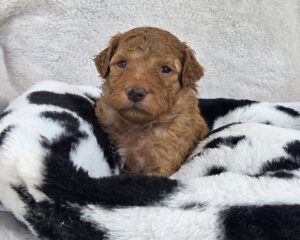 Shania - female goldendoodles