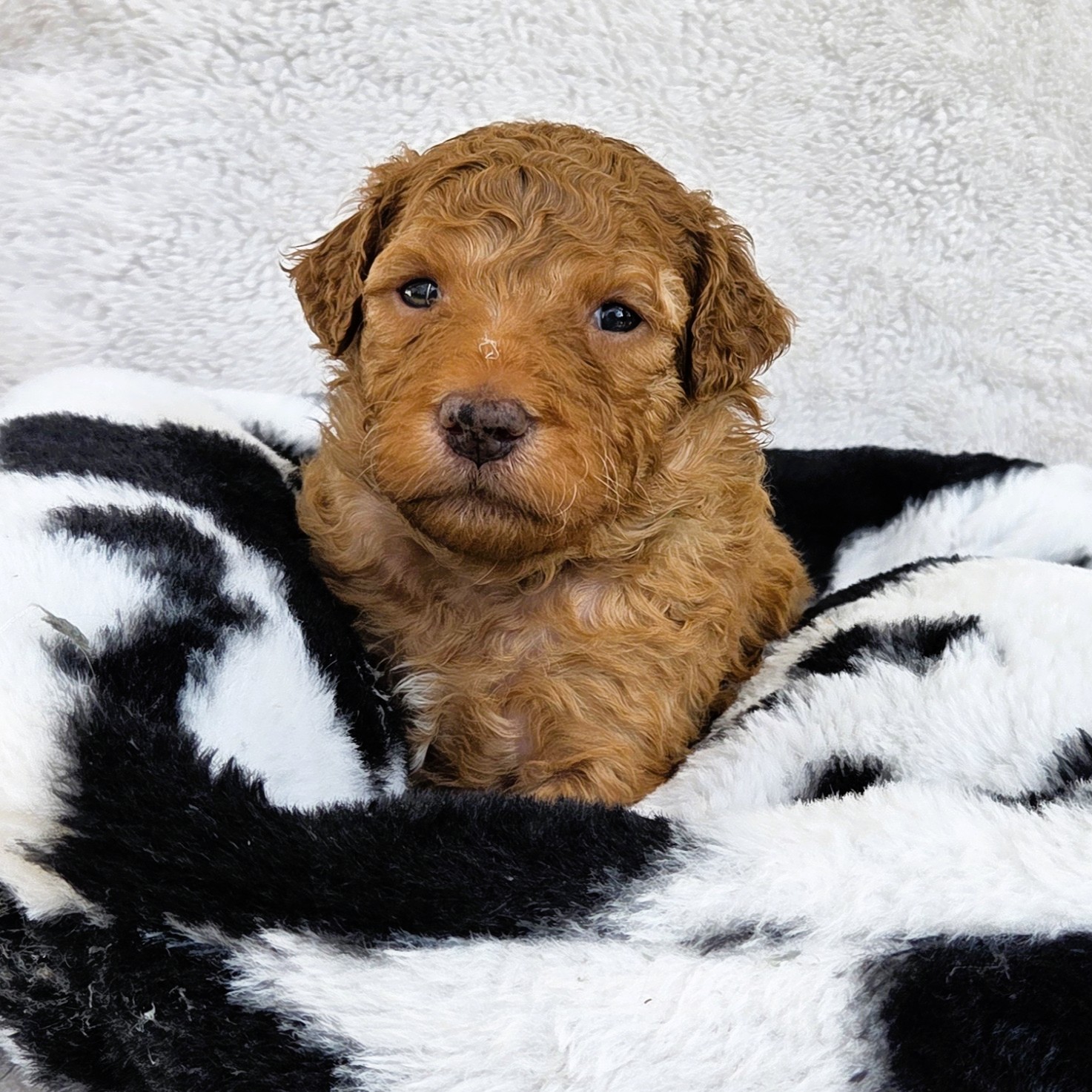 Shania - goldendoodle puppy Houston