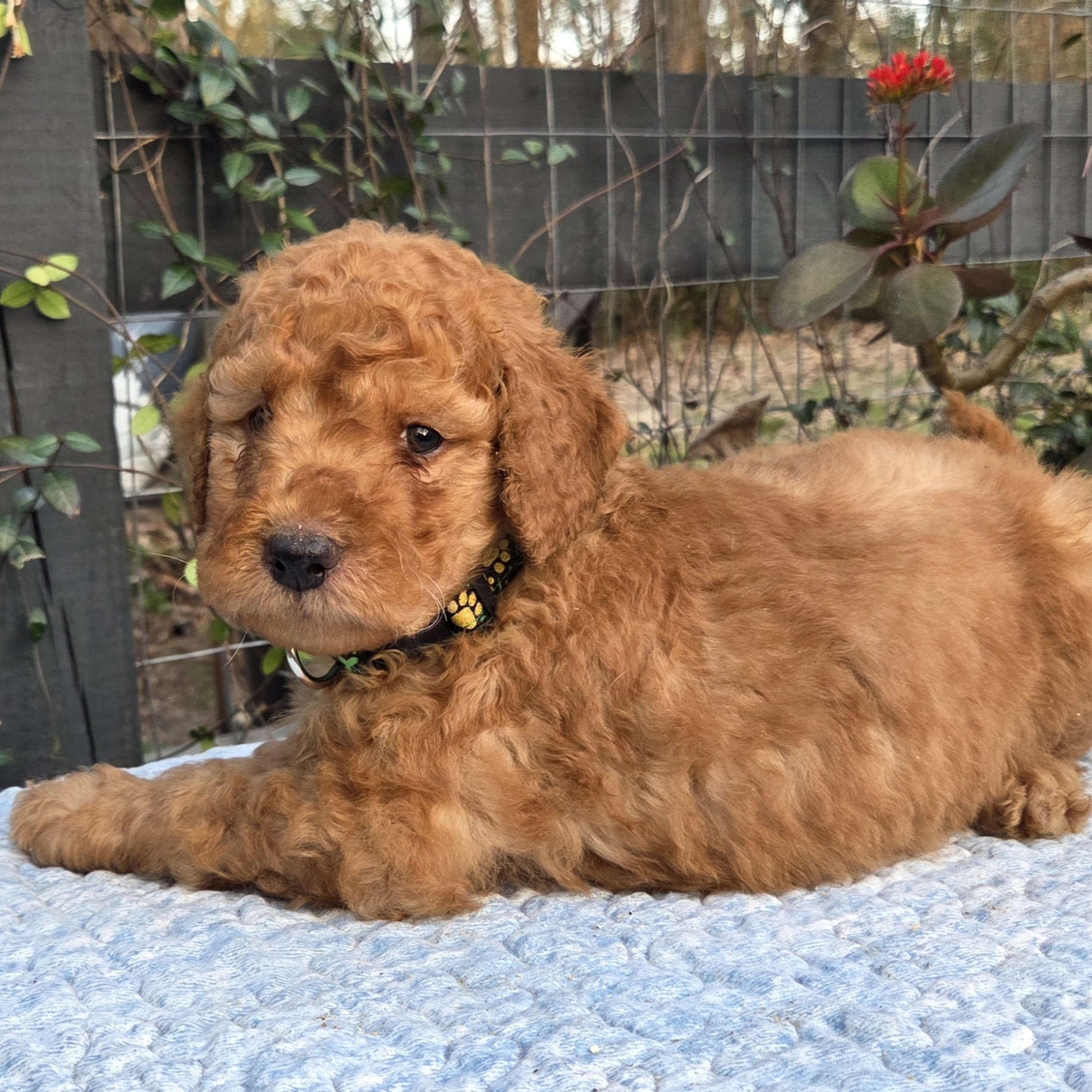 Brooks - male goldendoodle puppy in Houston, TX