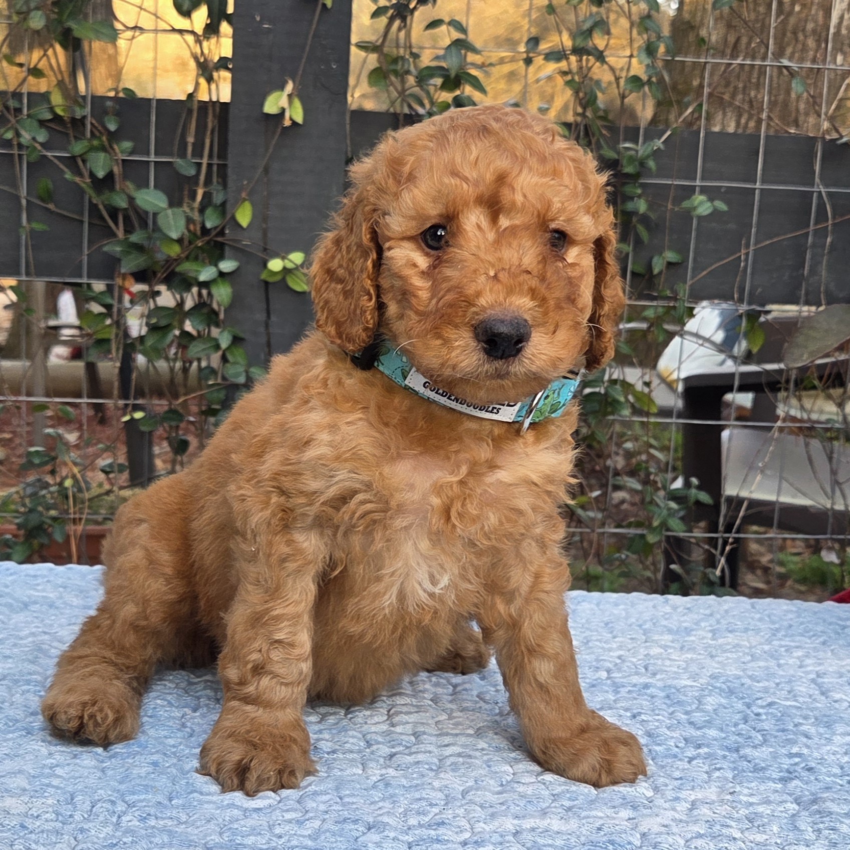 Brooks - male goldendoodle puppy in Houston, TX