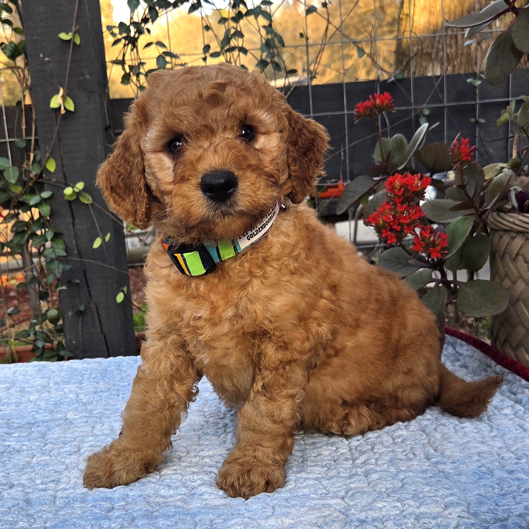 Dunn - goldendoodle puppy
