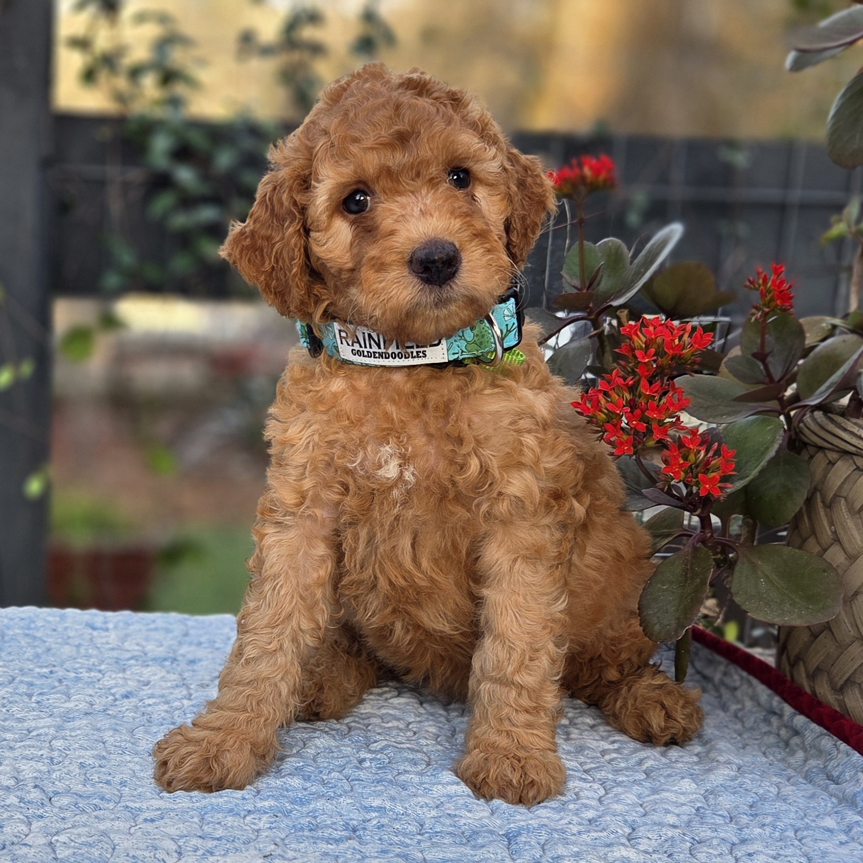 Shania - female goldendoodle pup<br />
