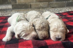 3 male goldendoodle puppies