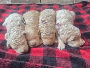 goldendoodle puppies for sale in Houston, TX