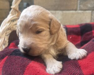 Daisy - female goldendoodle puppy