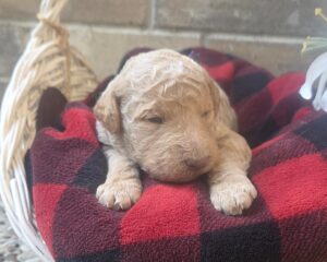 Lily - goldendoodle pup available now