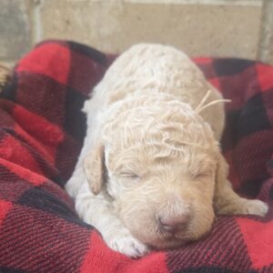 cloud - doodle puppy