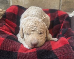 cloud - female goldendoodle pup