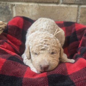 cloud - goldendoodle puppy for sale