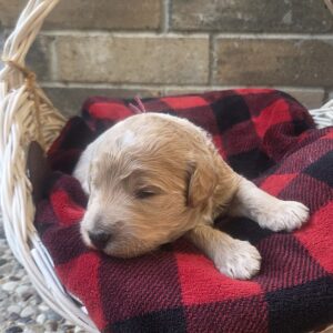 Daiy - Goldendoodle puppy for sale in Houston