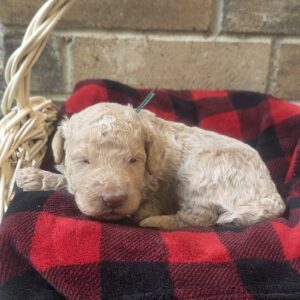 Oli - f1b goldendoodle