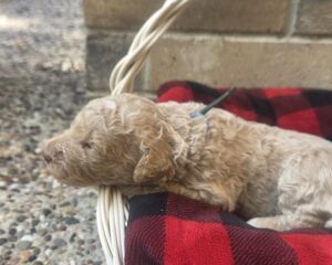 Oli - curly goldendoodle puppy