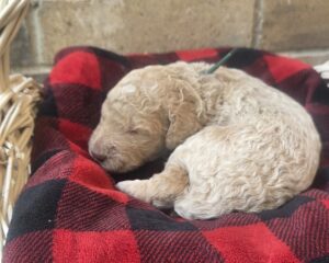 Oli - goldendoodle puppy Houston
