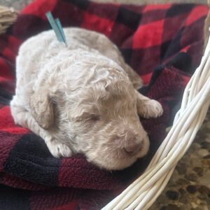 Oli - goldendoodle puppy for sale Houston