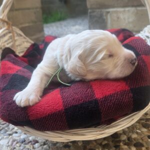 Pickles - shaggy male goldendoodle puppy