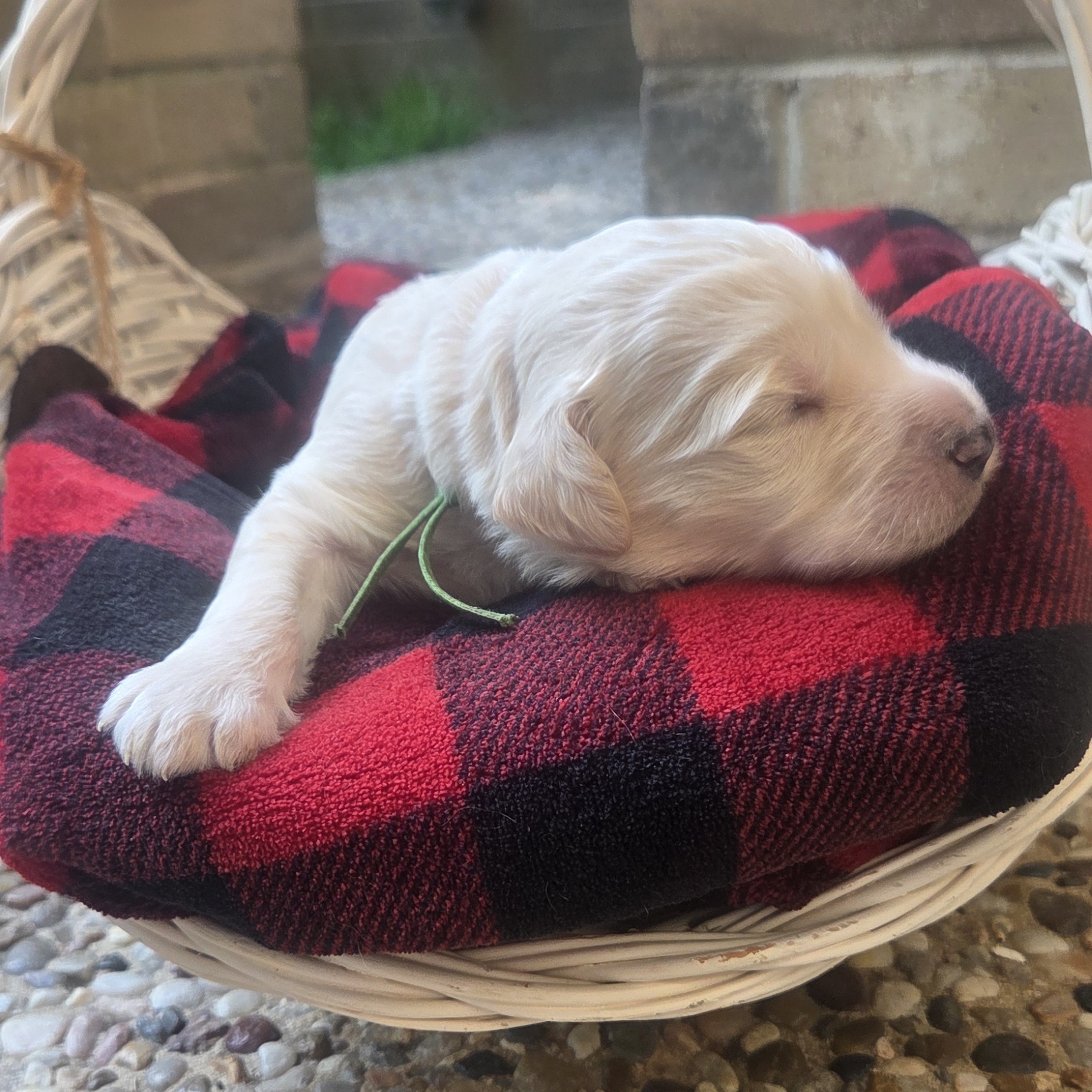 Pickles - shaggy male goldendoodle puppy