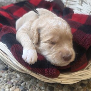 Zora - goldendoodle female