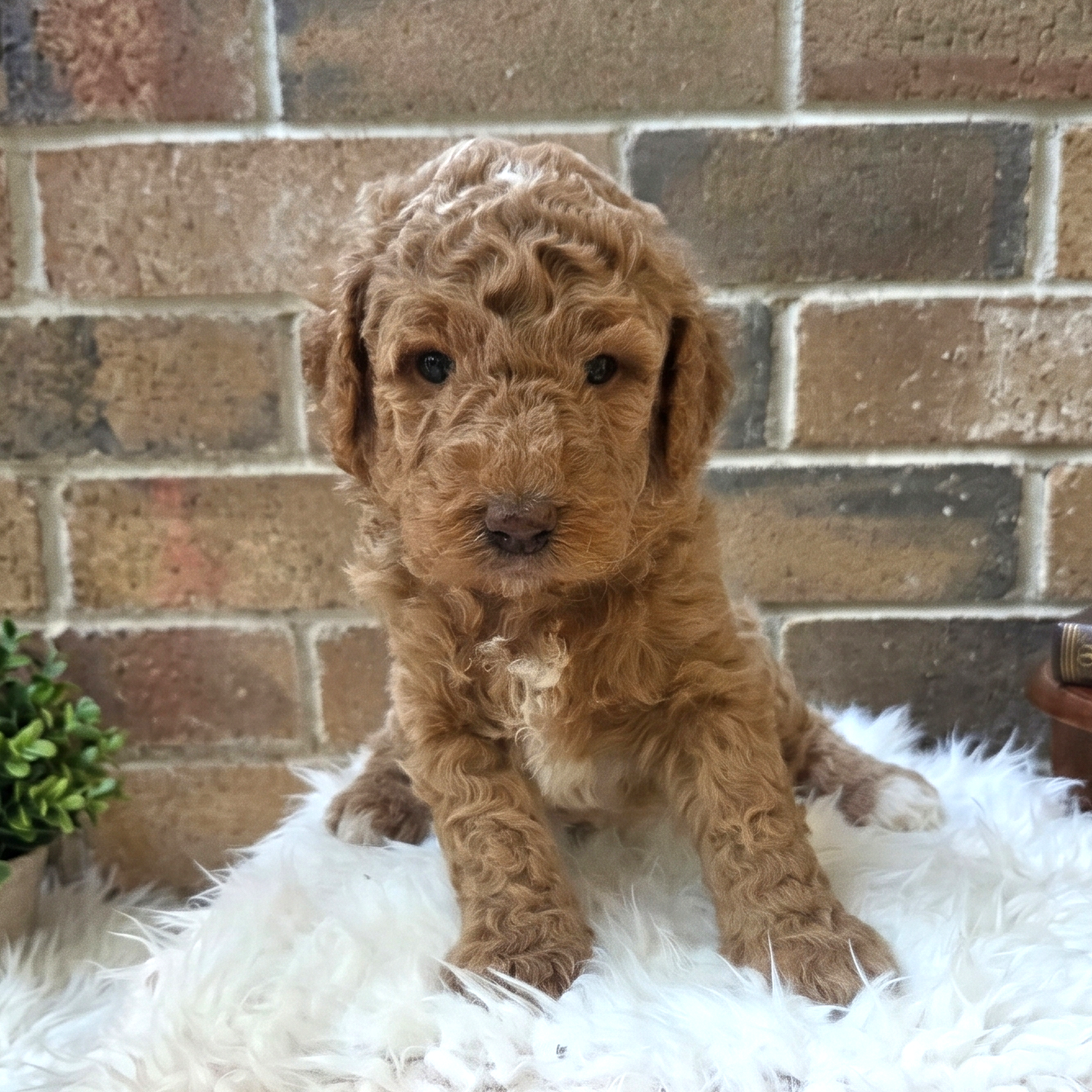Lily - Goldendoodle Puppy for sale