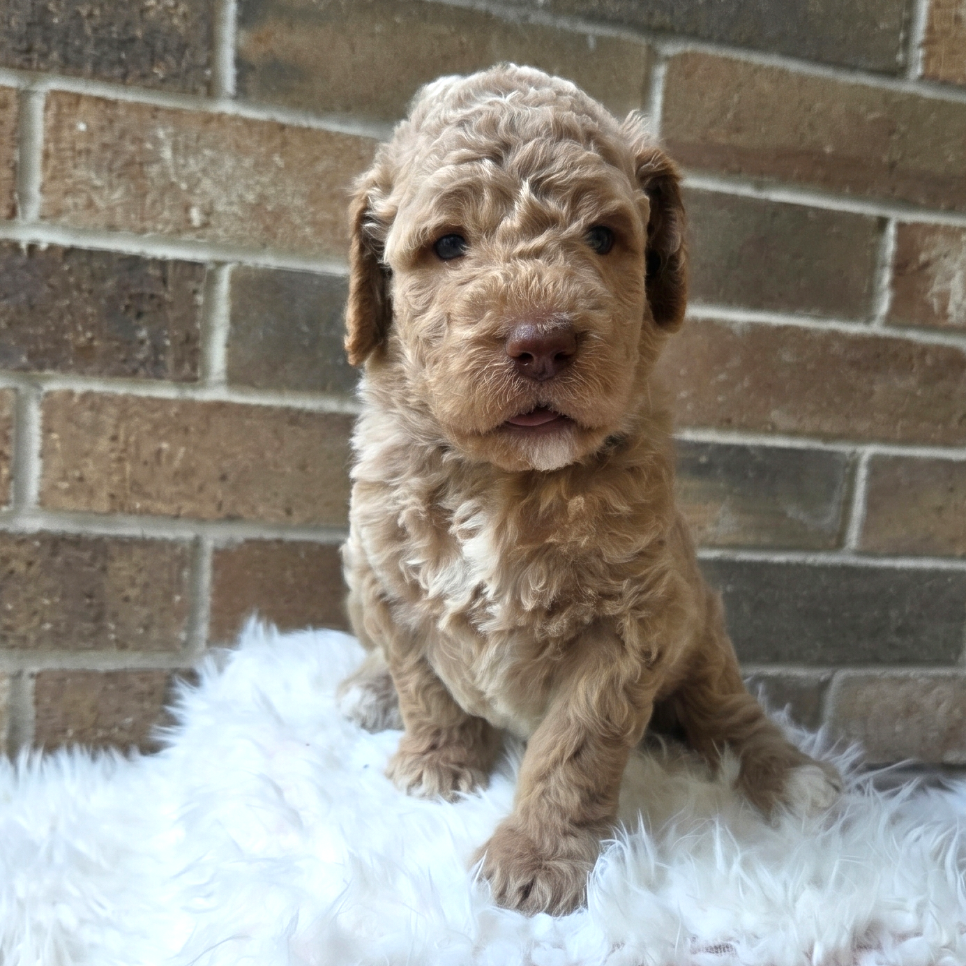 Olli - goldendoodle puppy for sale