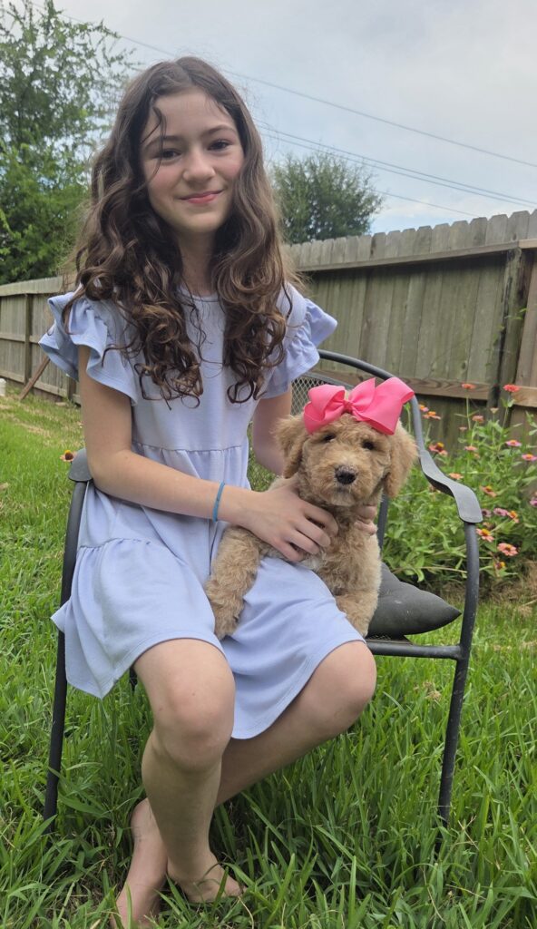 Poppy the multi-generation Goldendoodle puppy ready to go home now.
