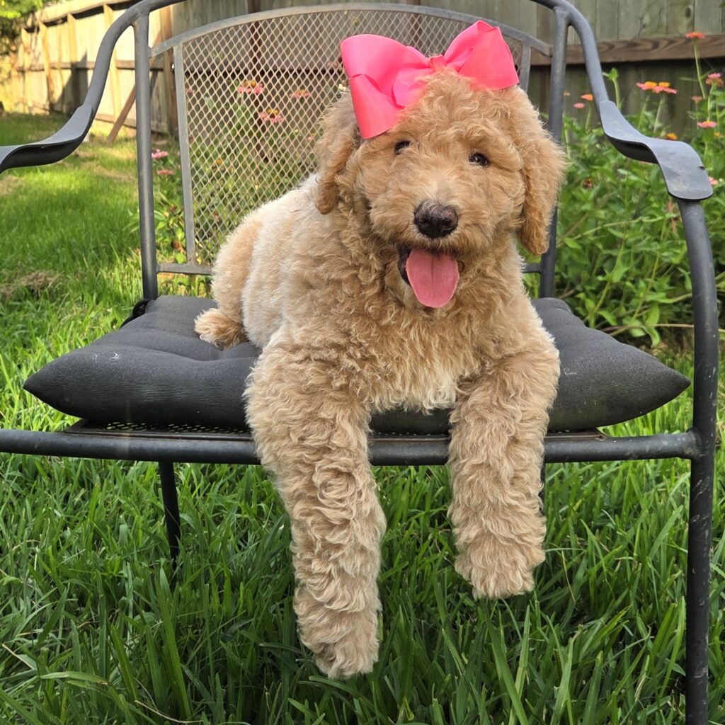 Poppy - Goldendoodle puppy for sale – Ready now! Home-raised puppy with a loving personality.
