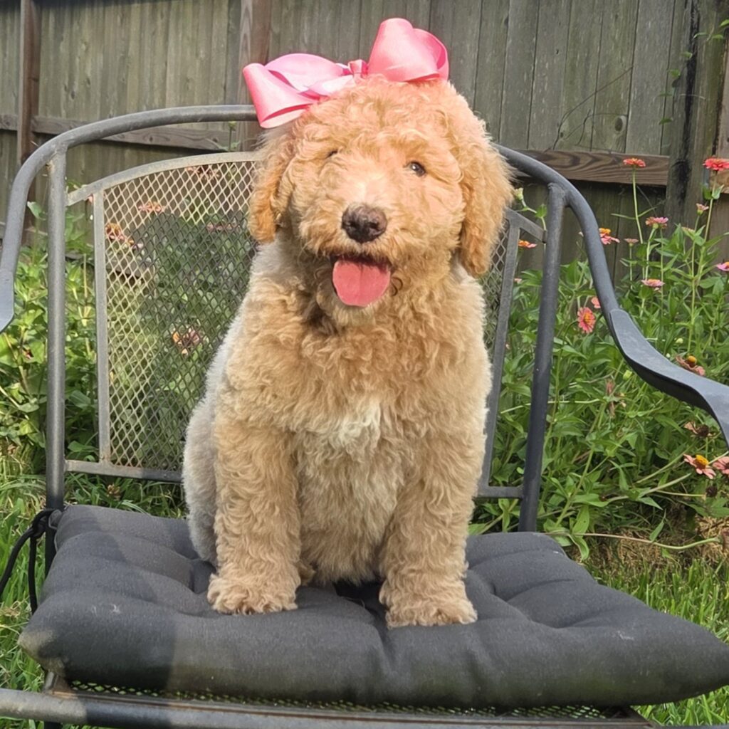 curly apricot goldendoodle puppy in Houston, Texas