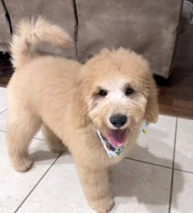 Leo - goldendoodle puppy for sale